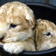 Illustration for article titled Family Planning at Zoos Can Get Really Depressing